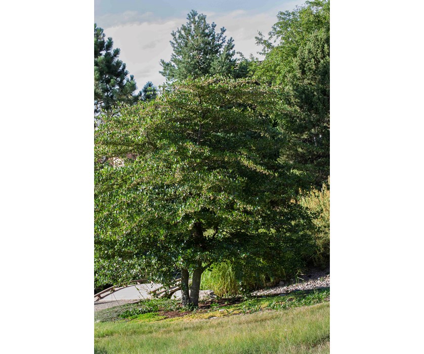 Cockspur Hawthorn